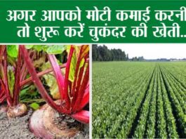 Beetroot Farming: