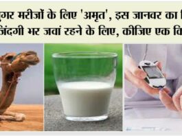 Camel Milk Benefits