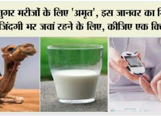 Camel Milk Benefits