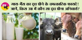 Cow Or Buffalo Which Milk Is Better