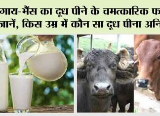 Cow Or Buffalo Which Milk Is Better