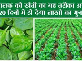 Spinach Cultivation