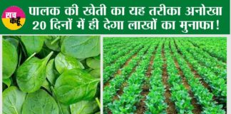 Spinach Cultivation