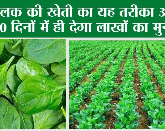Spinach Cultivation