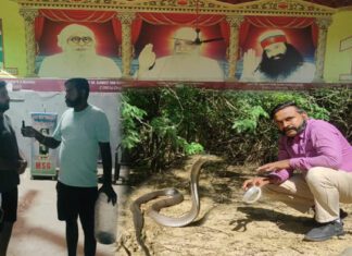 ऐसा खतरनाक कोबरा जिसे पकड़ने को करनी पड़ी कड़ी मशक्कत! Snake