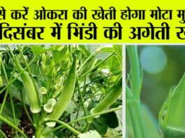 Okra Farming