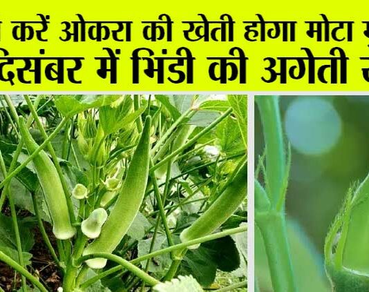 Okra Farming