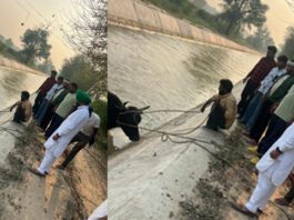 समाजसेवी लोगों ने बचाई बेसहारा पशुओं की जान Abohar News