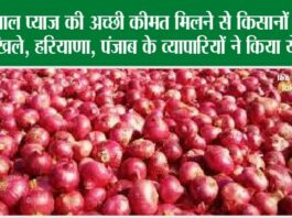 Onion Price