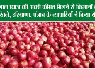 Onion Price