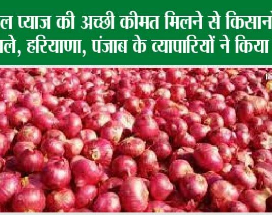 Onion Price