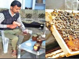 Honey Bee Farming