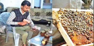 Honey Bee Farming