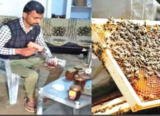 Honey Bee Farming