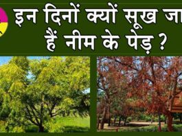 Disease of Neem Tree