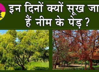 Disease of Neem Tree