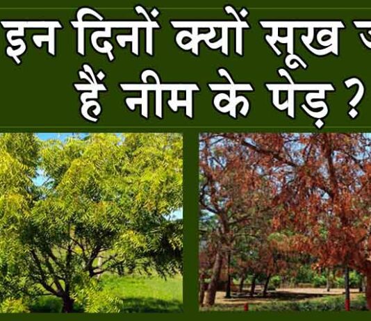 Why does Neem dry up: क्या आपको पता है, इन दिनों क्यों सूख जाते हैं नीम के पेड़? Disease of Neem Tree