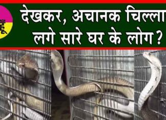 Snake Behind the Fridge