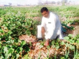 Vegetable farming