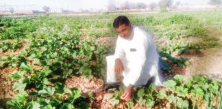 Vegetable farming