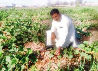 Vegetable farming