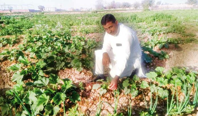 Vegetable farming