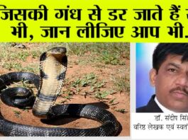 What Smells Do Snakes Hate