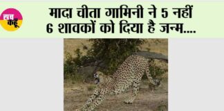 sheopur