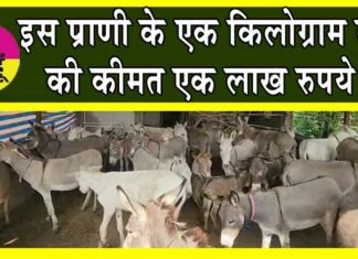 Donkey Milk : गुजरात के गधी फार्म में इतना महंगा दूध! होश उड़ जाएंगे! Gujarat News