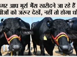Murrha Buffalo