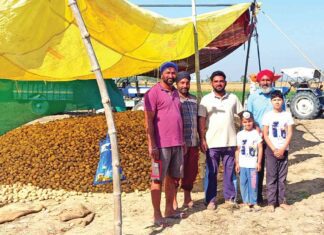 Potato Farming