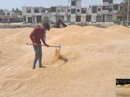 नरवाना की मंडियों में धीरे-धीरे बढ़ने लगी गेहूं की आवक Narwana News