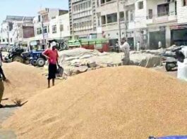 Farmers News: ना टेंडर ना ही उठान, किसानों को नहीं हो पा रहा भुगतान! Sirsa News