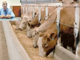 Wheat Dry Fodder , animal husbandry