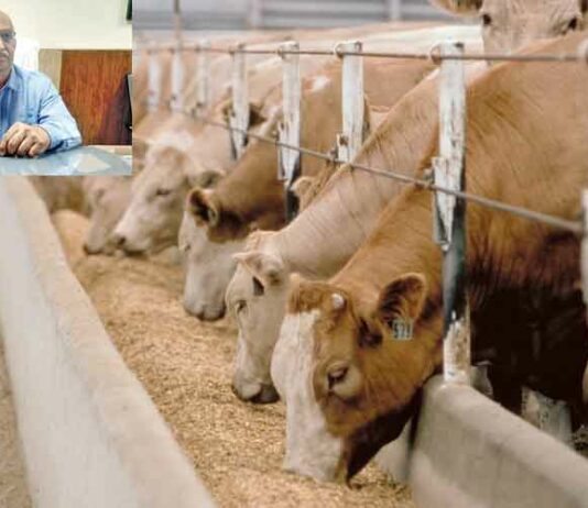 Wheat Dry Fodder , animal husbandry