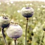 Opium Cultivation