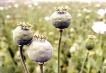 Opium Cultivation