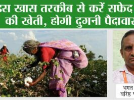 Cotton Cultivation: