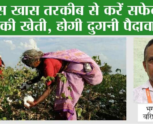 Cotton Cultivation: