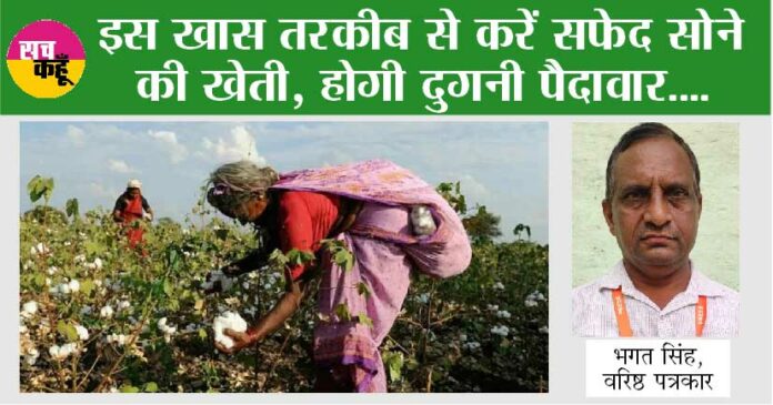 Cotton Cultivation: