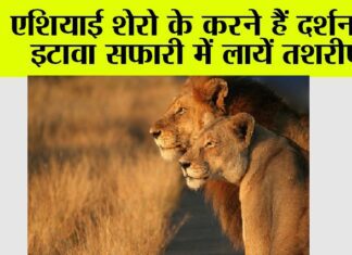 Etawah News