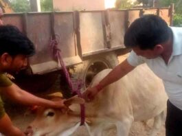 गौरक्षा सभा की टीम ने घायल गोवंश का कराया उपचार Kairana News