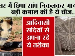 Snake News: इस तरीके को अपनाएं, घर से निकलकर भागेगा सांप, आदिवासी सदियों से अपना रहे हैं ऐसा तरीका… Snake News
