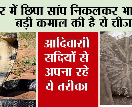 Snake News