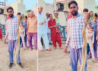 Snake: गांव भट्टूकलां में पकड़े दो सांपों को सुरक्षित स्थान पर छोड़ा Fatehabad News