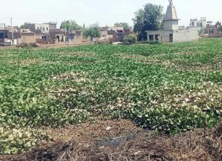 केली से अटे जोहड़ों की बनी बुरी गत Hanumangarh News