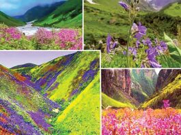 रंग बदलती फूलों की घाटी का ऐसा अद्भुत नजारा देख हर कोई होता है हैरान! Chamoli News