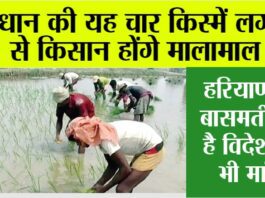 Top Paddy Variety