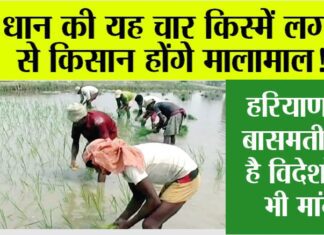 Top Paddy Variety