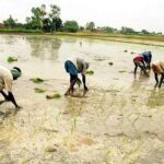 Agriculture Sector News